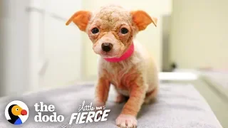 Watch Hairless ‘Alien’ Puppy Grow Up to be the Cutest Dog | Little But Fierce