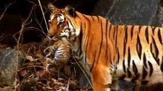 Mother Tiger Learns to Care for Cubs | David Attenborough | Tiger Spy in the Jungle | BBC Earth