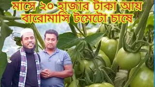 tomato chas/tometo chas/tomato plant growing/tomato chas/টমেটো চাষ পদ্ধতি/টমেটো চাষ/krishi mentor