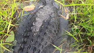 Battle Scarred male Saltwater Crocodile in the NT's Top End