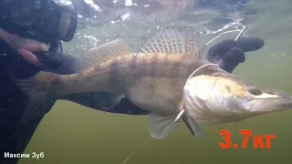 Как зависит поведение судака от течения.Подводная охота на р.Днепр.spearfishing