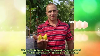 Инжир "Вайт брева (Лило)". Сезон 2019. (Figs "White breva (Lilo)". Season 2019)