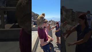 Gibraltar. Funny monkeys. However, keep in mind that they are wild animals and not all are friendly.