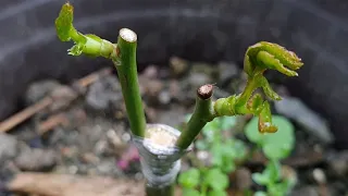 Grafting plants | Rose grafting - How to graft the rose on a tree | 月季（玫瑰）嫁接 - 如何簡單嫁接一棵月季樹