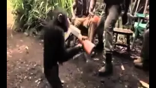 Ape With AK-47 (Gun)