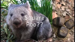 Why Do Wombats Have Square Poo?