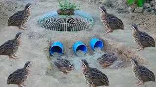 100% Work: Creative Unique Underground Quail Bird Trap Make From 3 PVC Pipe & Electric Fan Guard