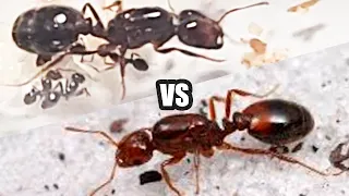 🔴Solenopsis Invicta VS Solenopsis Geminata