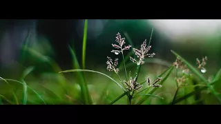 Raindrops - Short Film (Cinematic Look, Color Graded Sony A58 Footage Test)