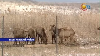 13 благородных оленей из заказника выпустили в естественную среду