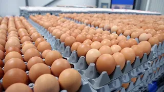 Fields to Forks - Gray Ridge Egg Farms