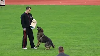 The Winner Run from VDH DM IGP 2023, Luca Sträßer with his dog Xero vom Waisagrund.// dog training🐕🐾