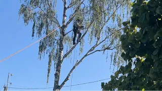 Арбористика‼️Спил(удаление) по частям с завешиванием, аварийного дерева🌳рядом с домом и ЛЭП