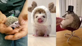 😍 Cute and Funny 😜 Moments with Hedgehogs 🦔 Compilation 🥰 Милые и Смешные 😃 Моменты с Ежами 🦔