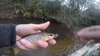Dry Fly Fishing a Mountain Stream
