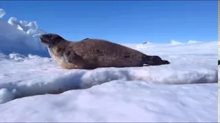 Seal Pup Surprise