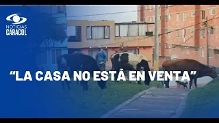 Dueño de 29 vacas que viven en casa de Bogotá: "Están vacunadas y purgadas"