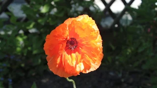One-minute clip - Red poppy sways in the wind
