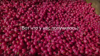 Поэтапное выращивания редиса