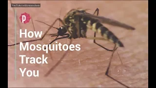 How Mosquitos Track You