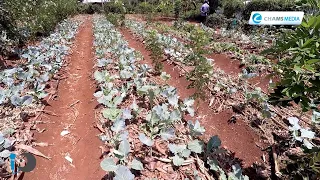 Conservation Agriculture in Busia County through Anglican Development Services