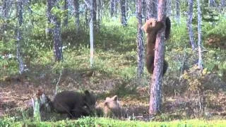 Karhunpennut - Bear Cubs