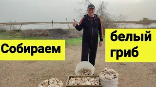Собираем белый гриб  Пески Мойынкума Тараз 2022