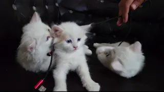 Playful kittens | Cute kittens Funtime #catlover #kittens #catsworld #viral #foryou