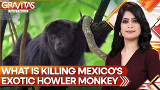 Gravitas | Why are monkeys in Mexico dropping dead? | WION