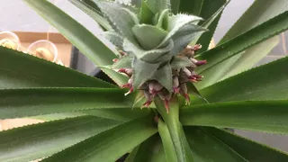 Pineapple plant flowering