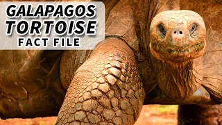 Galápagos Tortoise Facts: the LARGEST living TORTOISE 🐢