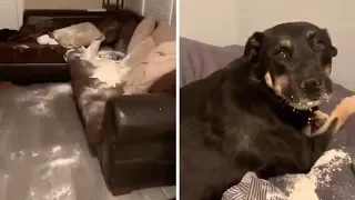Dog Makes Huge Mess With Flour