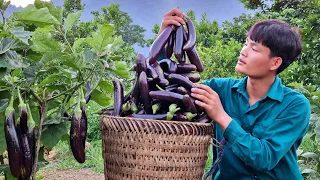 Harvest eggplant, bring to market to sell, live with nature, forest life