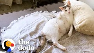 Couples Takes Home Pregnant Stray Cat Living At A Car Rental Shop In Costa Rica | The Dodo