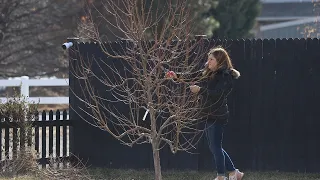 Pruning Fruit Trees! 🌳🍎✂️(Modified Central Leader Method & Pear Espalier)