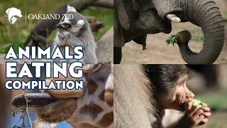 Animals Eating Compilation