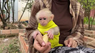 Smart monkey Tin Tin really well playing in the Lemon garden.