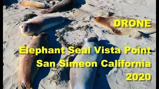 DRONE Elephant Seal Vista Point San Simeon California 2020