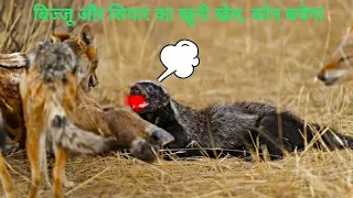 Python, Honey Badger & Jackal Fighting Each Other!!!!!
