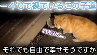 【大寒波到来】野良猫は自由で幸せそうですか