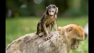 Monkeys: The Joyful Inhabitants of the Rainforests - Discovering the Planet in FULL HD