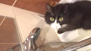 Кот пьет воду в ванной. Приколы с котами. Ржач