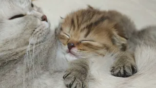 sweet kittens sleeping So cute 😘 purring cat asmr