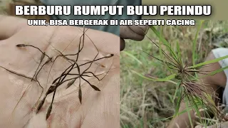 Berburu Rumput Bulu Perindu, Unik Bisa Bergerak di Air Seperti Cacing