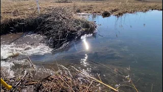 BEAVER DAM REMOVAL || CHANNEL FULL OF MUD!