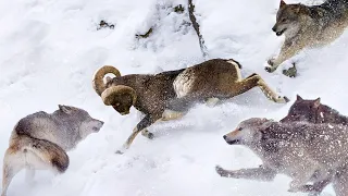 This Ram is leaving a whole Pack of Wolves behind! Mouflon - Agile mountain acrobat!
