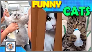 Laugh with this funny cat compilation! #013 Comment your favorite! Subscribe for more videos!