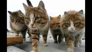 😺 Кошачья банда! 🐈 Видео смешных котов и котят для хорошего настроения! 😻