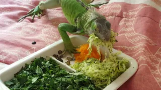 Pip the Green Iguana Eating
