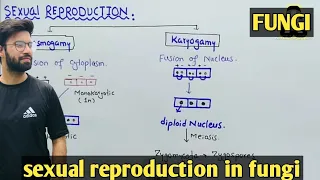 Sexual reproduction in fungi | Plasmogamy And Karyogamy | Class 11 Biology